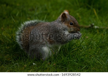 A grey squirrel popping his head out from the grass whilst feeding.