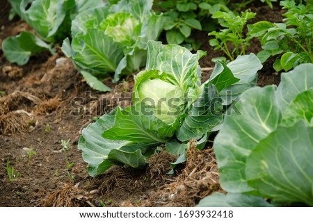 Fresh cabbage from farm field. View of green cabbages plants.Non-toxic cabbage.Non-toxic vegetables.Organic farming. Royalty-Free Stock Photo #1693932418