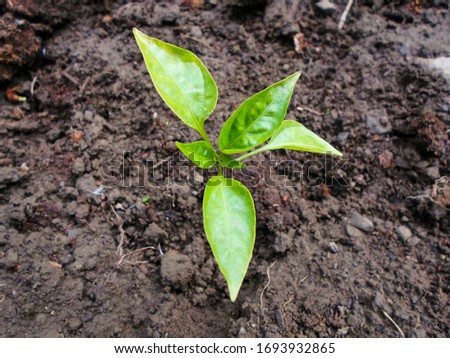 Seedlings green sprout of pepper grows in the soil in spring. The concept of growth of nature, business growth, World Environment Day.