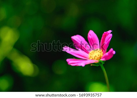 saturated photo of a pink cosmea flower close-up on a green background. Macro shot of flowers. place for your text. lonely pink flower, close up.