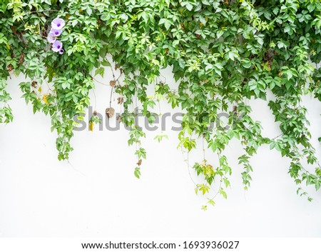 green wall with morning glory for background
