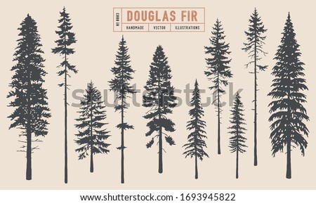 Douglas Fir tree silhouette vector illustration hand drawn