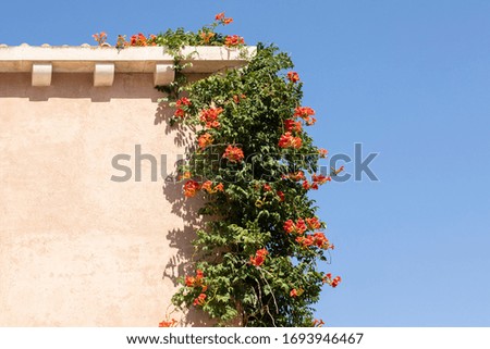 A minimalistic mediterranean house with a light coloured textured facade and beautiful red flowers and greenery hanging from the roof on a sunny day in summer and a clear blue sky in Dalmatia Croatia