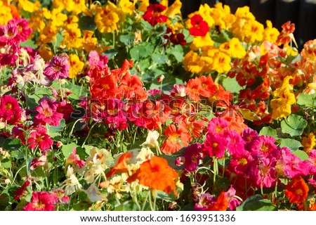 Colorful nasturtium edible flowers (Tropaeolum majus) grow in the garden
Also known as garden nasturtium, monks cress, or indian cress