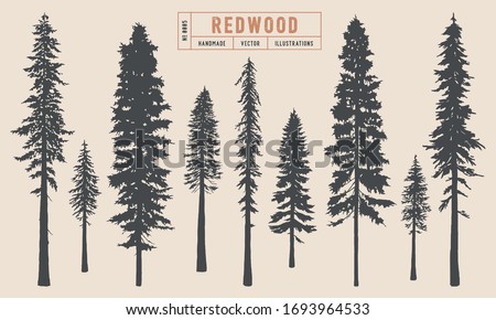 Redwood tree silhouette vector illustration hand drawn