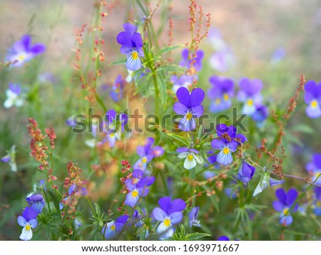 A group of wild pansies, Johnny Jump up, Viola tricolor, native European wild flowers blooming on a large rock in a forest, closeup with selective focus