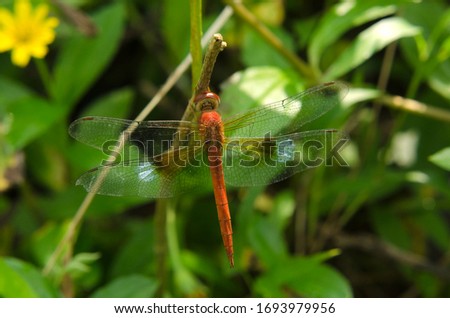 red dragonflies perch on dry branches