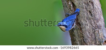 Chestnut-vented Nuthatch foraging in the woods Royalty-Free Stock Photo #1693982665