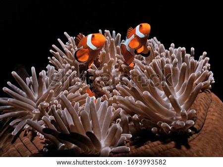 Anemone fishes family on up anemone.
