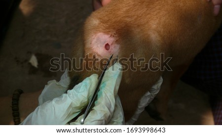 Cleaning dog wound with maggots