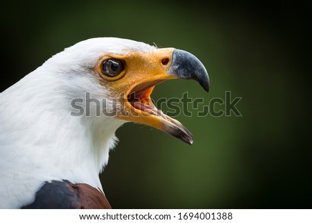 African Fish Eagle ( Haliaeetus vocifer )	