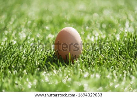 Egg (symbol of Easter) on the grass
