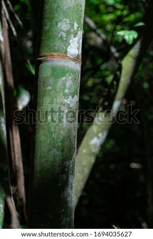 Close up bamboo tree texture 