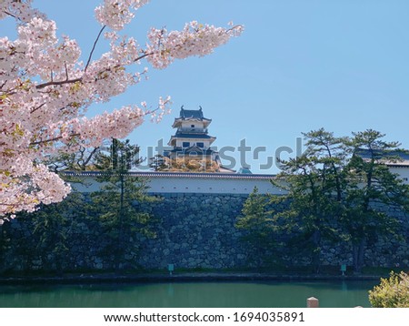 This is a picture of Sakura and Imabari Castle.