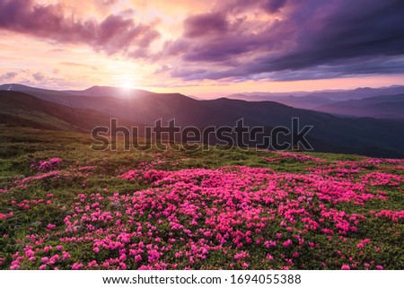 Marvelous summer day. The lawns are covered by pink rhododendron flowers. Beautiful photo of mountain landscape. Concept of nature rebirth. 