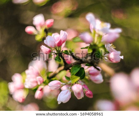 Close-up of blooming garden trees on a sunny spring day, screensaver, background, wallpaper.
