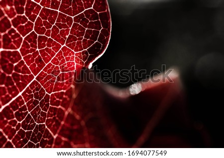 Leaf vein nervure abstract vibrant bright Light shining through the veins with detailed Macro Close Up structure of glowing red wine leafs that look like a heart Royalty-Free Stock Photo #1694077549