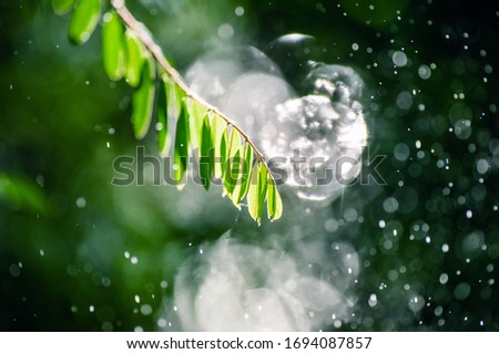 closeup  tree branch and morning dew. picture with soft focus.  easter background.    and morning dew. picture with soft focus.  easter background.