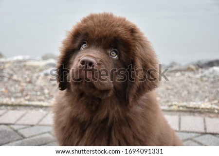 Cute brown Newfie puppy dog looking up. Royalty-Free Stock Photo #1694091331