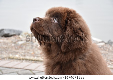Purebred brown Newfoundland puppy dog gazing up. Royalty-Free Stock Photo #1694091355