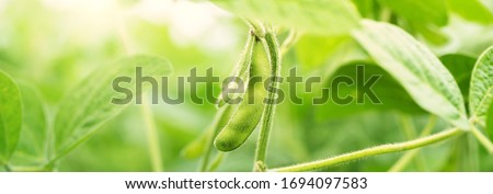 Green Soybean Field closeup, soy bean crops in field. Background of ripening soybean. Rich Harvest Concept. Agriculture, nature and agricultural land. Soy beans in sun rays closeup. Panoramic banner. Royalty-Free Stock Photo #1694097583