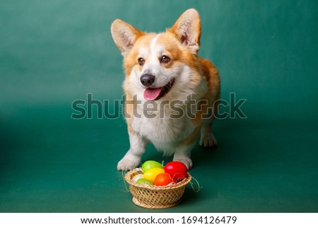 Welsh Corgi dog on a green background Easter theme