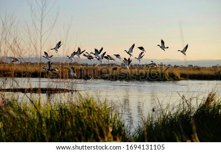 Flying ducks in a pond Royalty-Free Stock Photo #1694131105