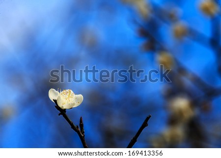 White blossoms in the spring