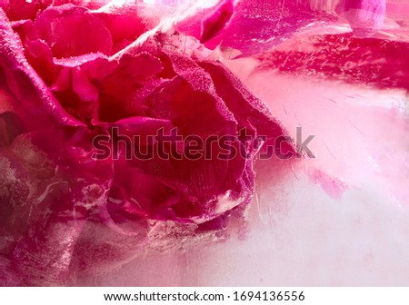 Background of  pink peony  flower    in ice   cube with air bubbles. Flat lay consept for  valentine's day card.