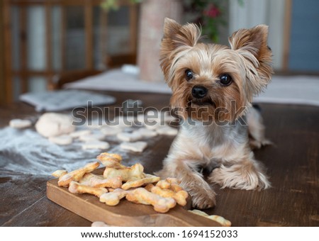 Yorkshire terrier lying on the table with dog goodies  Royalty-Free Stock Photo #1694152033