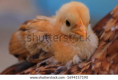 cute little chick on her mother shoulder, Cute little chicken close up, chick with hen