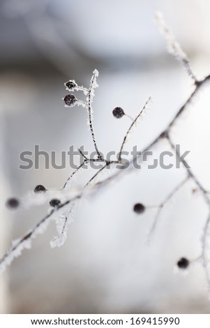 Branch with berries full of hoarfrost  on natural background
