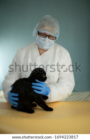 Examination and treatment of a kitten by a doctor in a veterinary clinic, treatment of cats from coronaviruses.