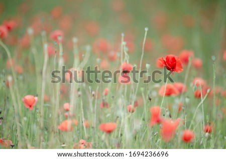 Sunny poppy field in the summer. Photography with very little depth of field. Only the poppy on the right side of the picture is in focus.