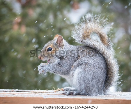 Grey squirrel eating a peanut in the falling snow
