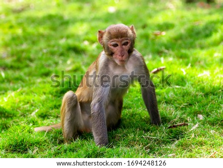 Portrait of a monkey in the park. Animal mammal