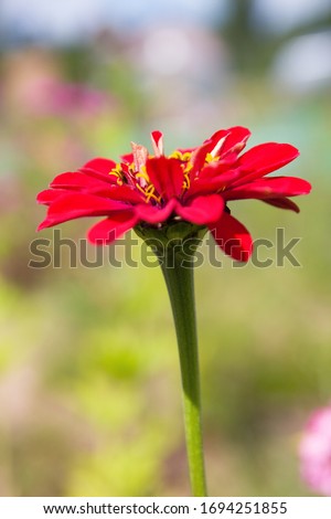 Summer garden. Red Zinnia elegans, known as youth-and-age, common zinnia or elegant zinnia, an annual flowering plant of the genus Zinnia, bloom