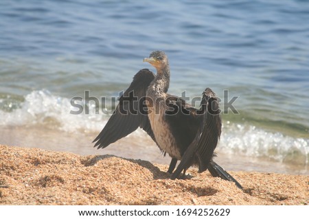 the bird is a cormorant on the beach 