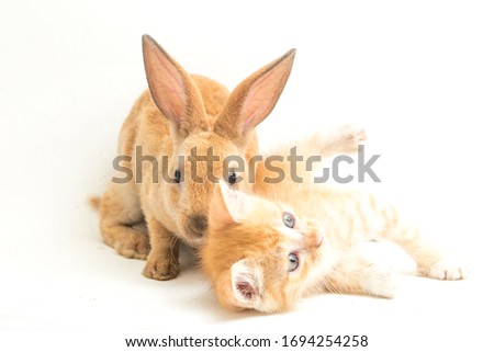 A Beautiful Orange cat kitten and orange-brown cute rabbit funny positions. Animal portrait isolated on white background.