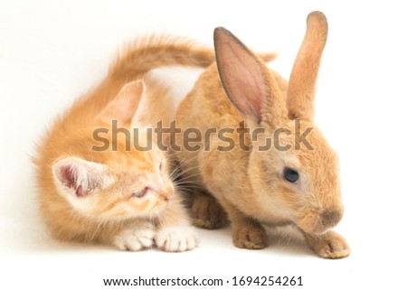 A Beautiful Orange cat kitten and orange-brown cute rabbit funny positions. Animal portrait isolated on white background.