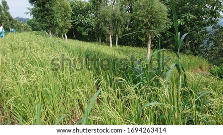 Rain-fed rice  fields that are irrigated from rain water.