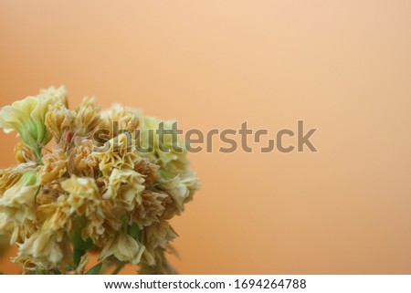 
Yellow flower under clean background
