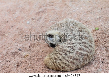 Suricate or meerkat