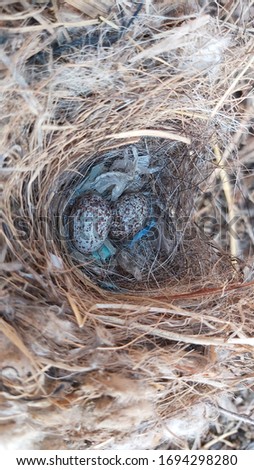 Eggs & Nest Of Indian Robin Bird In The Bushes