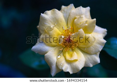 Yellow rose after rain with its petal and anthers detail