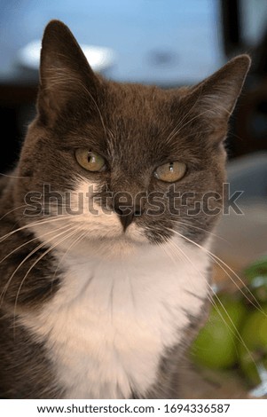 Close-up of glaring grey and white cat