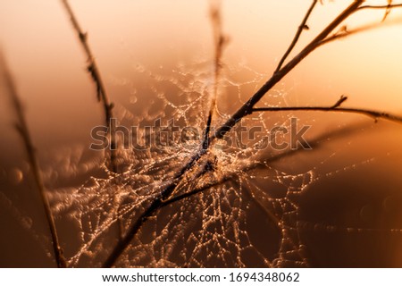abstract (defocused, blurred) natural floral background with beautiful bokeh. spring (summer) picture