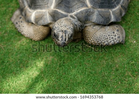 turtle lying on the grass                               