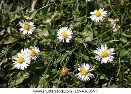 A few beautiful daisy flowers in a grass field lawn