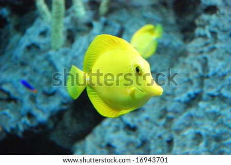 Sunfish in tropical aquarium